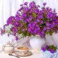 Aster per bouquet