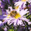 Aster per giardini rocciosi
