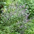 Basilico perenne 