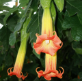 Brugmansia - Tromba d'angelo