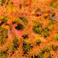 Erica con fogliame arancione, rame o bronzo