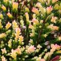 Erica con fogliame variegato