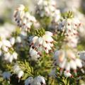 Erica a fiori bianchi