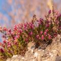 Bruyères tolérant le calcaire