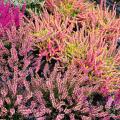 Erica per colore dei fogliame