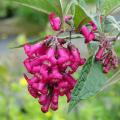 Buddleje botaniche