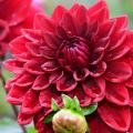 Bulbi estivi rosse