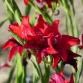Bulbi estivi per il sole
