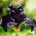 Bulbi da fiore neri