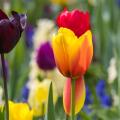 Bulbi per colore del fiore