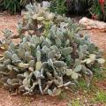 Cactus e piante grasse resistenti al freddo