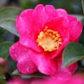 Camellia sasanqua