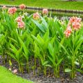 Canna giganti