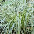 Carex con fogliame variegato