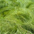 Carex a foglia verde