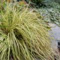 Carex oshimensis
