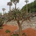 Giardino delle Antipodi