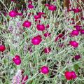 Lychnis coronaria - Crotonella coronaria