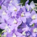 Delphinium malva e viola