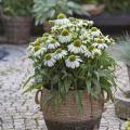 Echinacea nana