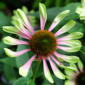 Echinacea verdi
