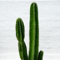 Euphorbia cactus
