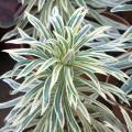 Euforbie a fogliame variegato