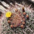 Ferocactus