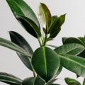 Fico del caucciù - Ficus elastica