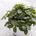 Fittonia - Pianta mosaico