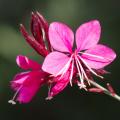 Gaura rosa