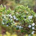 Juniperus communis - Ginepro comune