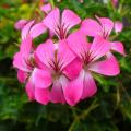 Gerani edera - Pelargonium peltatum