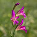 Gladioli selvatici