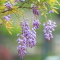 Glicine americano - Wisteria frutescens