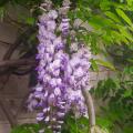 Wisteria sinensis - Glicine comune