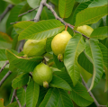 Albero di guava - Guayaba