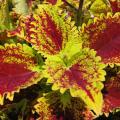 Semi di Coleus