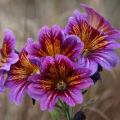 Semi di Salpiglossis