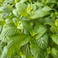 Semi di Menta