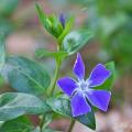 Vinca major - Pervinca maggiore