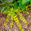 Lysimachia tappezzanti