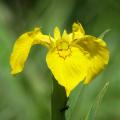 Iris pseudacorus - Giaggiolo acquatico