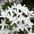 Gelsomino comune - Jasminum officinale