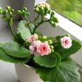 Calancola - Kalanchoe