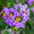 Lagerstroemia blu
