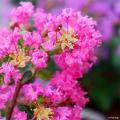 Lagerstroemia rosa