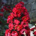 Lagerstroemia rosse