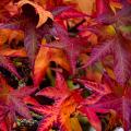Liquidambar - Copalmes
