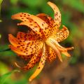 Gigli (Lilium) dalla A alla Z